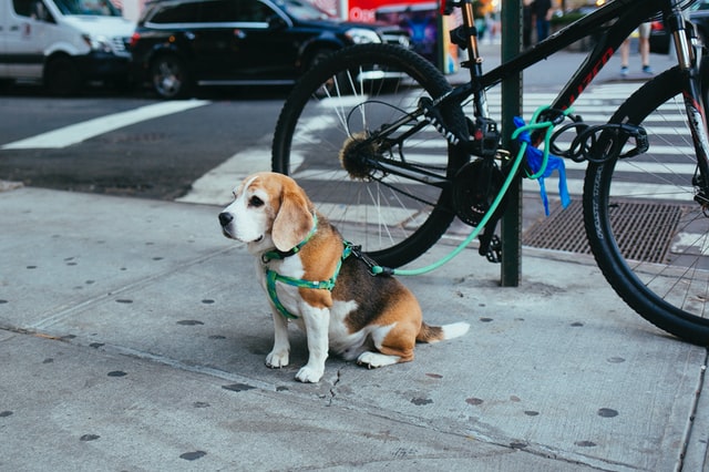 When do you outlet leash train a puppy