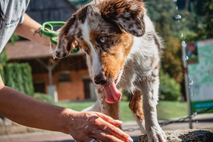 Best Dog Shampoo: Top Picks for a Healthy Coat in 2023