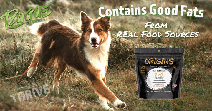 Healthy Fats for Dogs