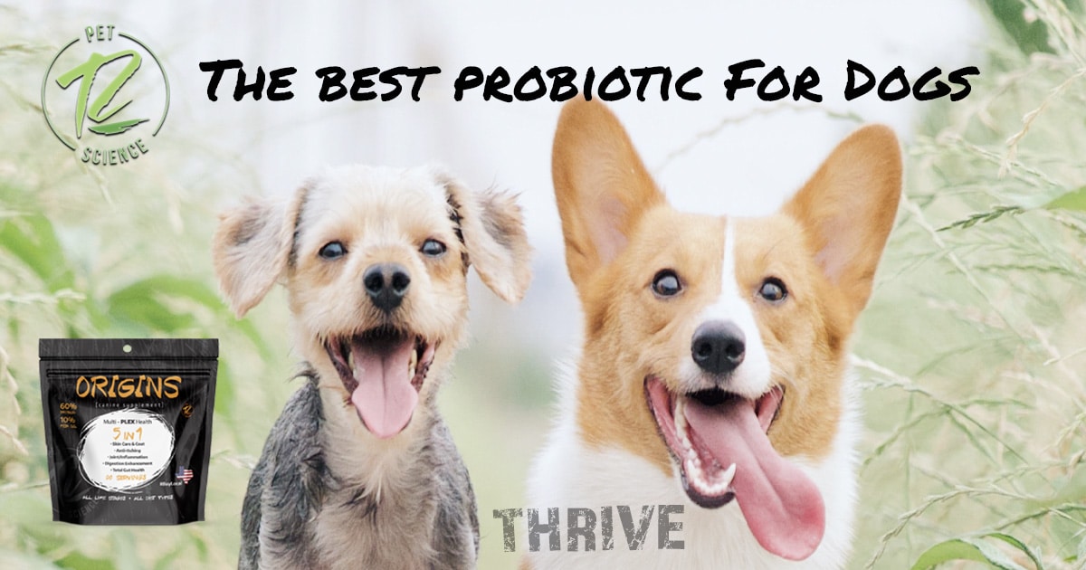 Best rated probiotics for cheap dogs