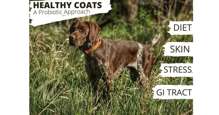 Healthy Coats for Dogs