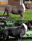 Healthy Weight, Natural Weight Gainer for Dogs, Food Topper - Rogue Pet Science