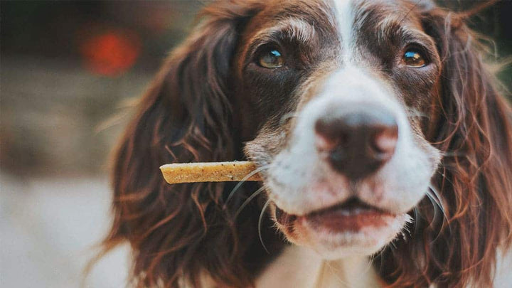 Best Healthy Dog Treats for Every Life Stage