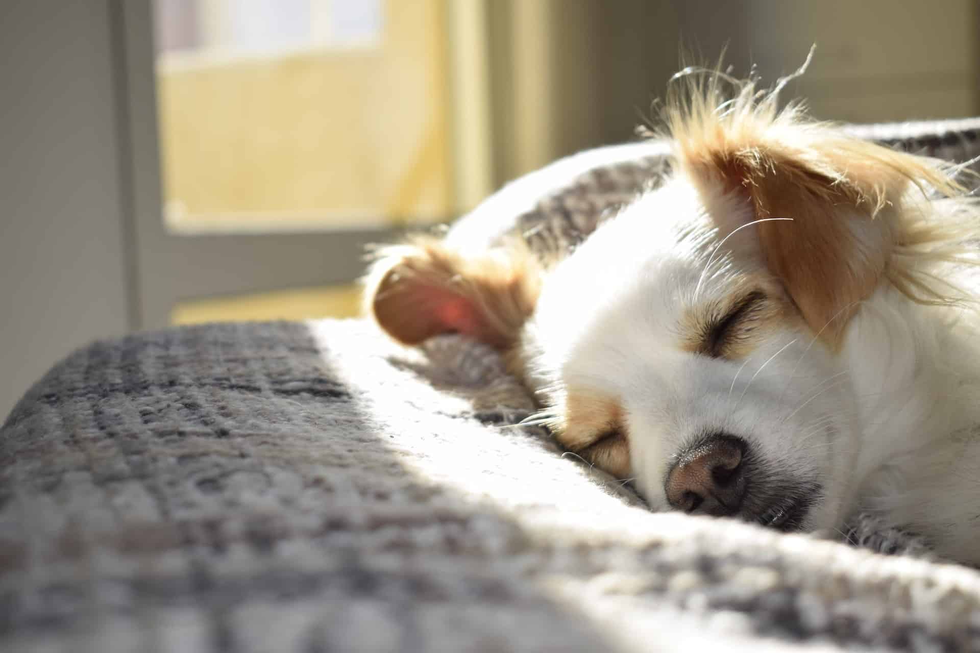 My Dog is Throwing Up White Foam And Has Diarrhea: Causes and Solutions