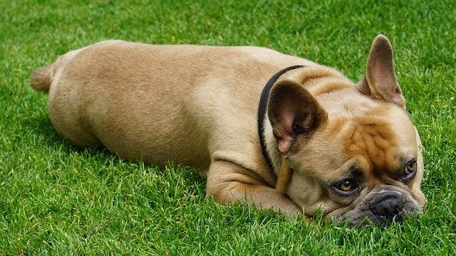 Why Dogs Eat Grass