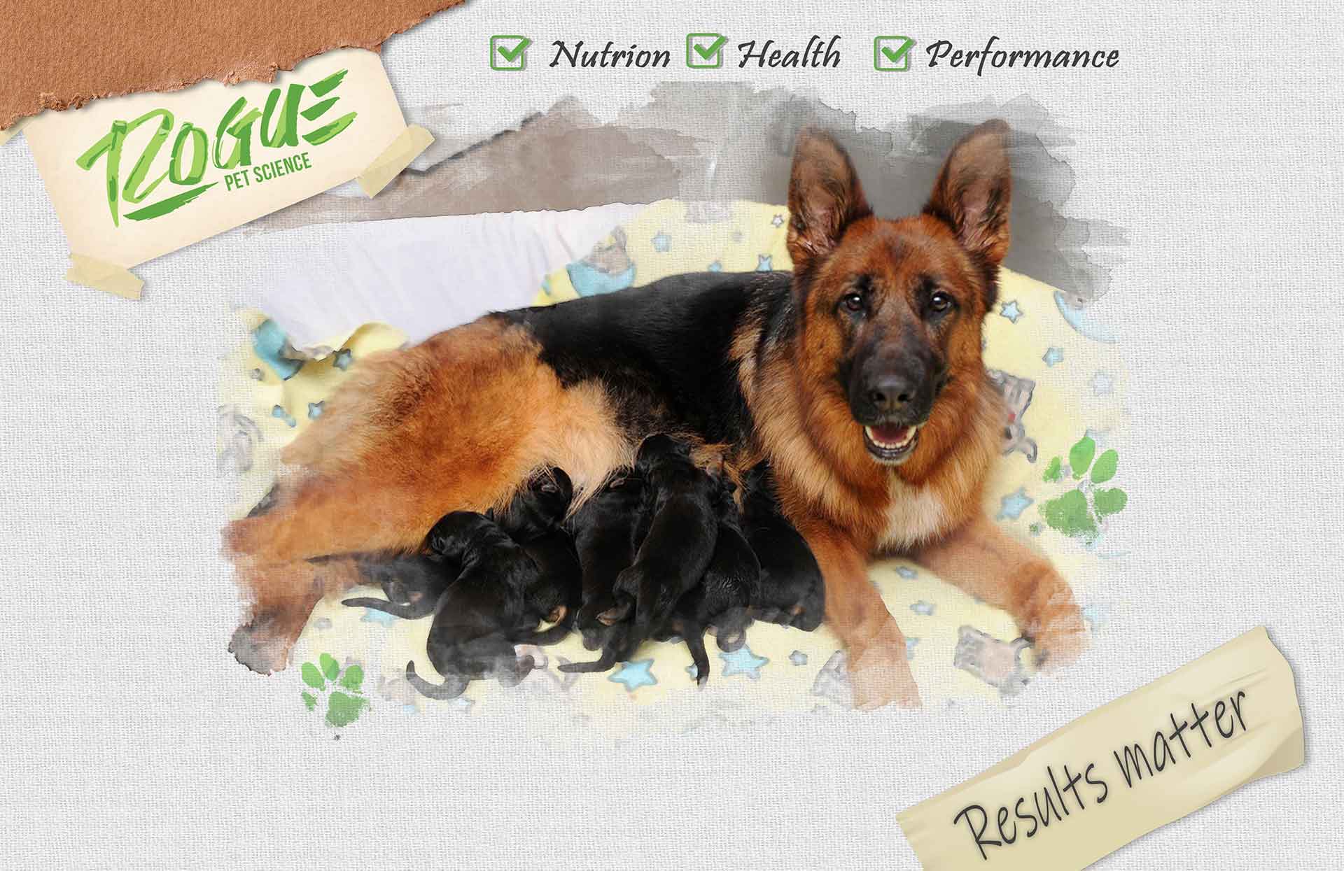 Why Origins 5in1 Is The Best Supplement for Breeding Dogs