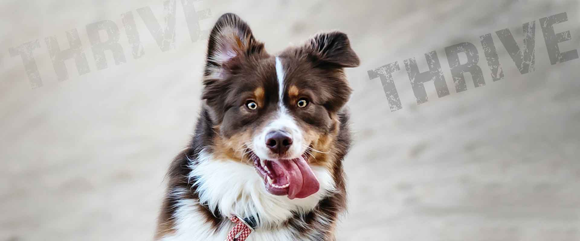 Are the Calories on Your Dog Food Label Correct?