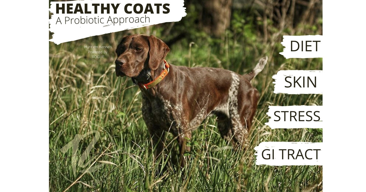 Healthy Coats for Dogs