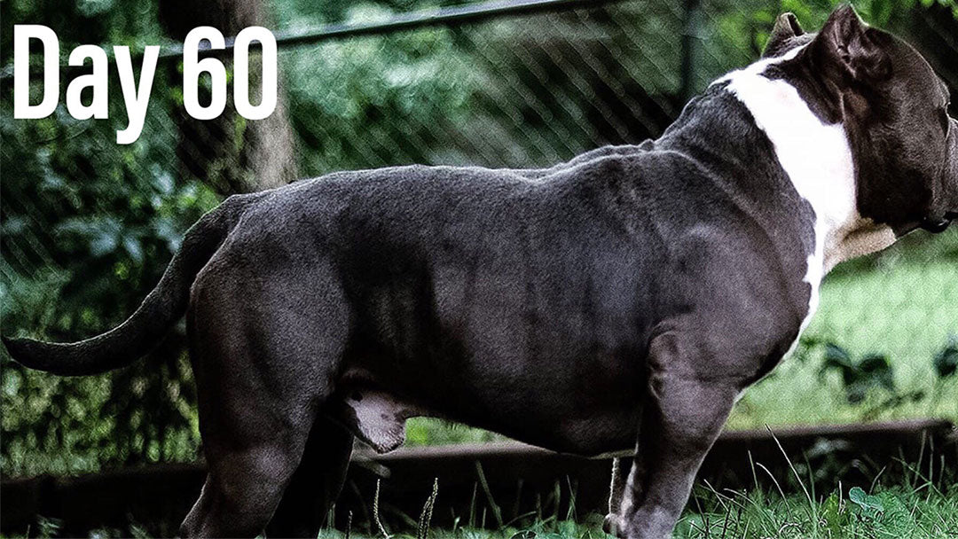 How To Help Your Dog Gain Weight