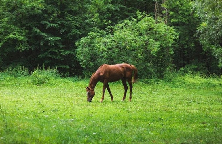 How Much Does a Horse Cost