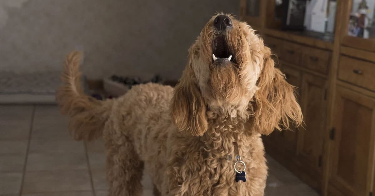 How to Teach Your Dog to Speak