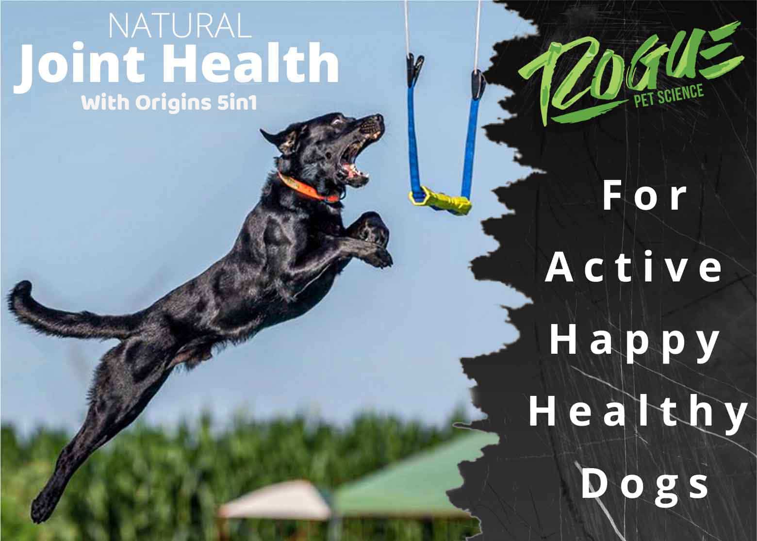 What Is The Best Joint Supplement For Dogs