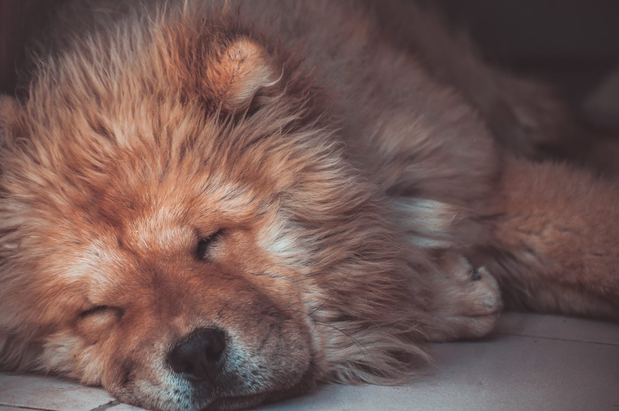 Dog's Coat is Dry and Brittle