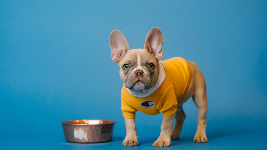 Can Dogs Eat Raw Meat? AVOID THESE 3!