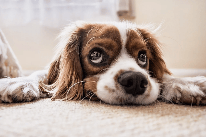 Causes Of Sudden Weight Loss in Dogs