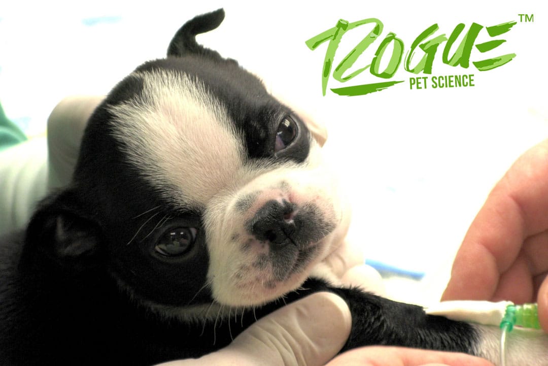 puppy vaccine schedule