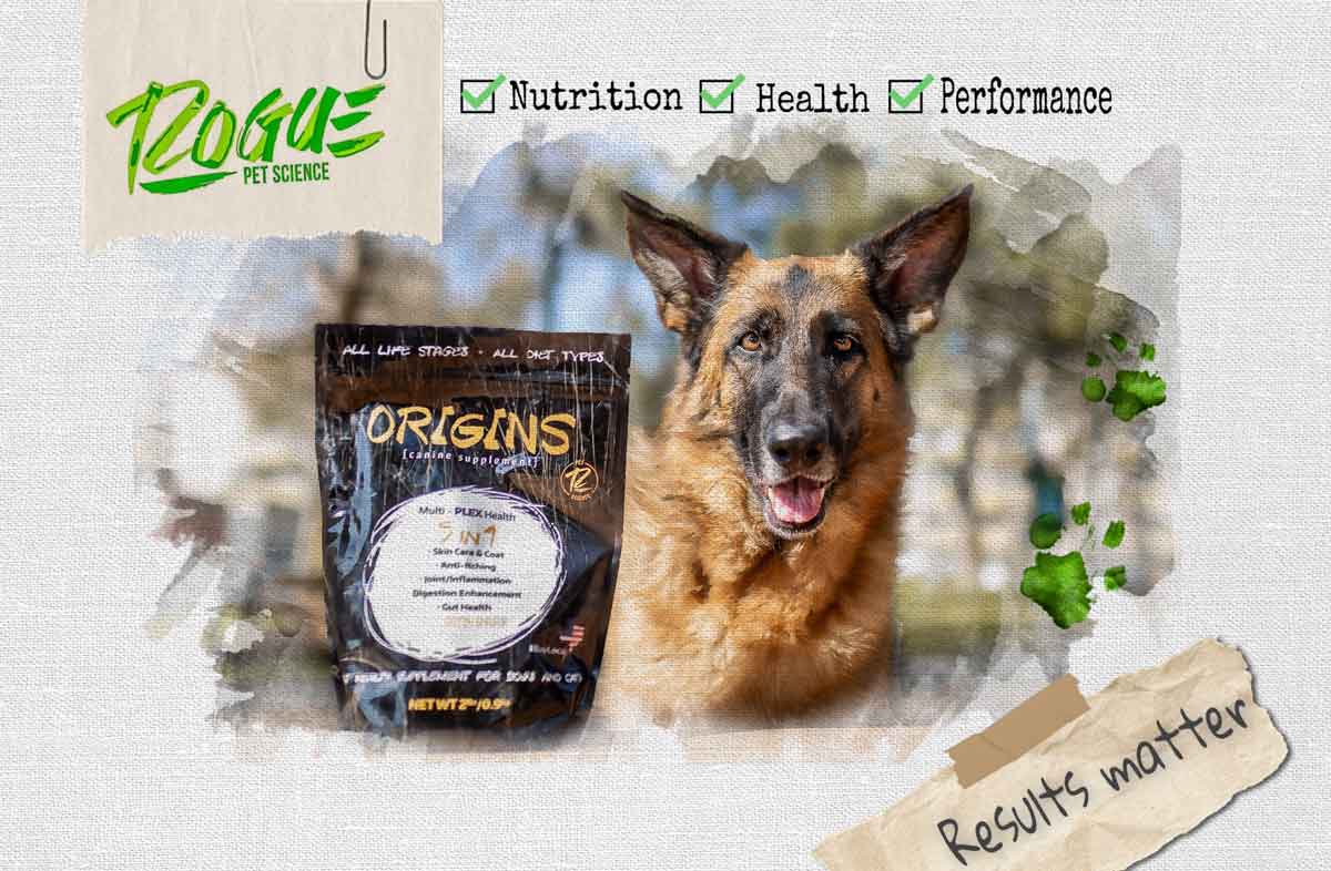 Why is my dog always hungry