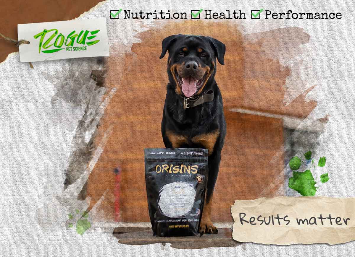 Why Do Dogs Lick Their Paws