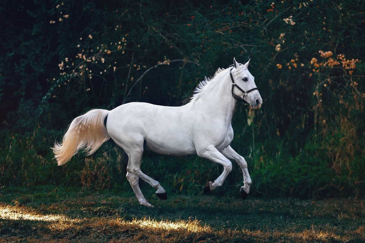 The most common horse coat colors