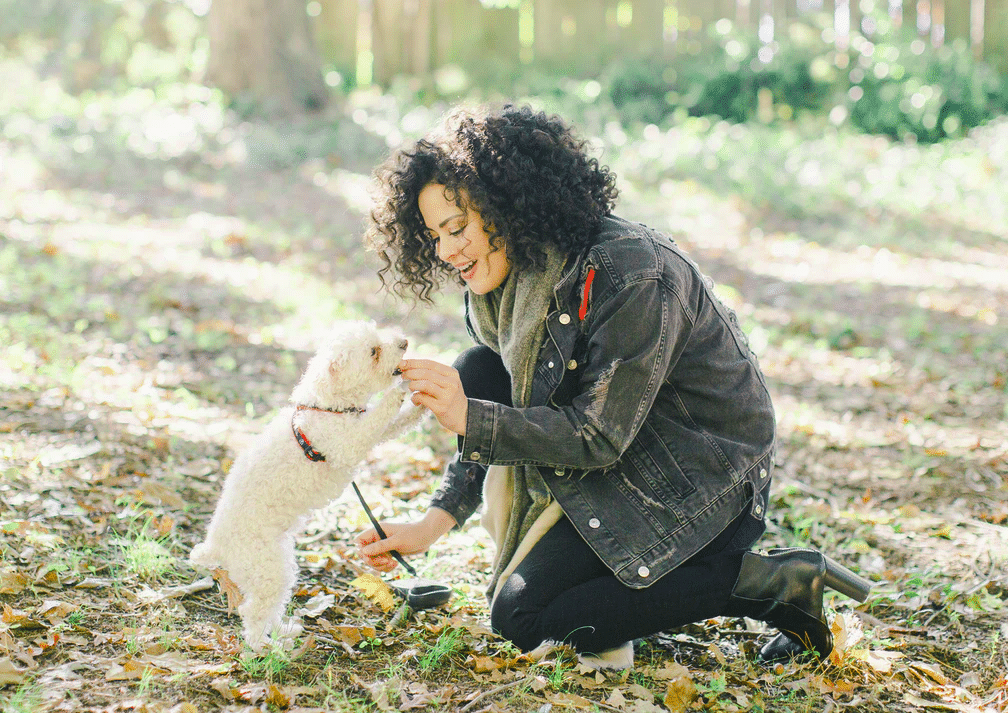 How to Choose the Best Dog Training Treats